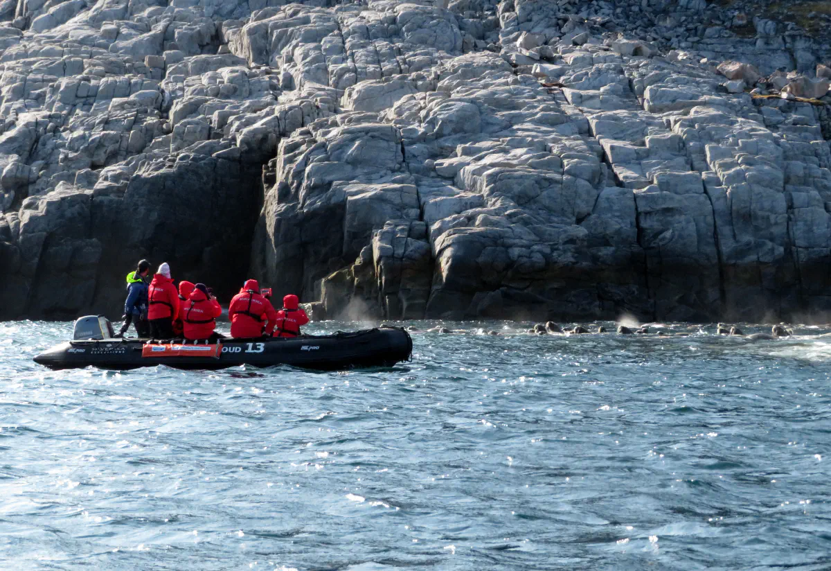 Morses lors d'une croisière d'expédition en Arctique, © Sébastien Boulanger