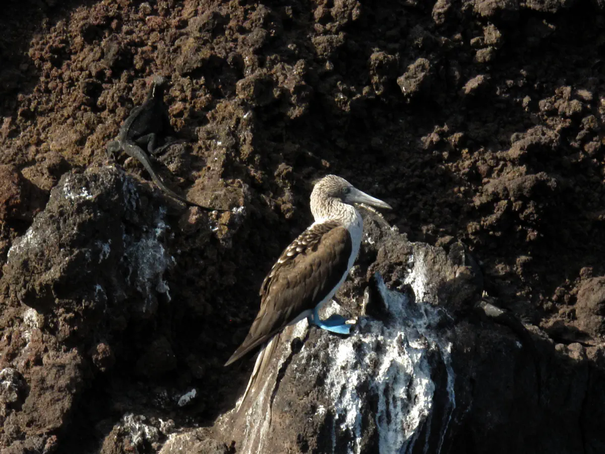 Fou à pieds bleu - Iles Galápagos, © Sébastien Boulanger