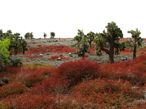 Croisière d'expédition aux îles Galápagos Croisière d'expédition aux îles Galápagos