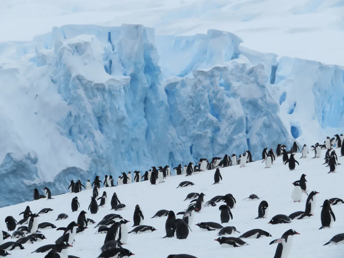 Manchots Papou en Antarctique, © Sébastien Boulanger