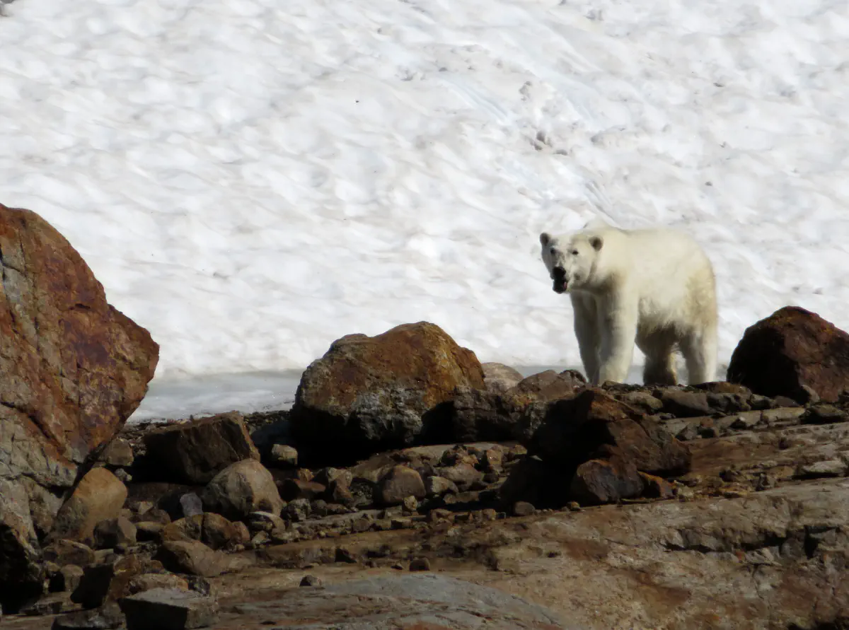 Ours polaire lors d'une croisière en Arctique, © Sébastien Boulanger