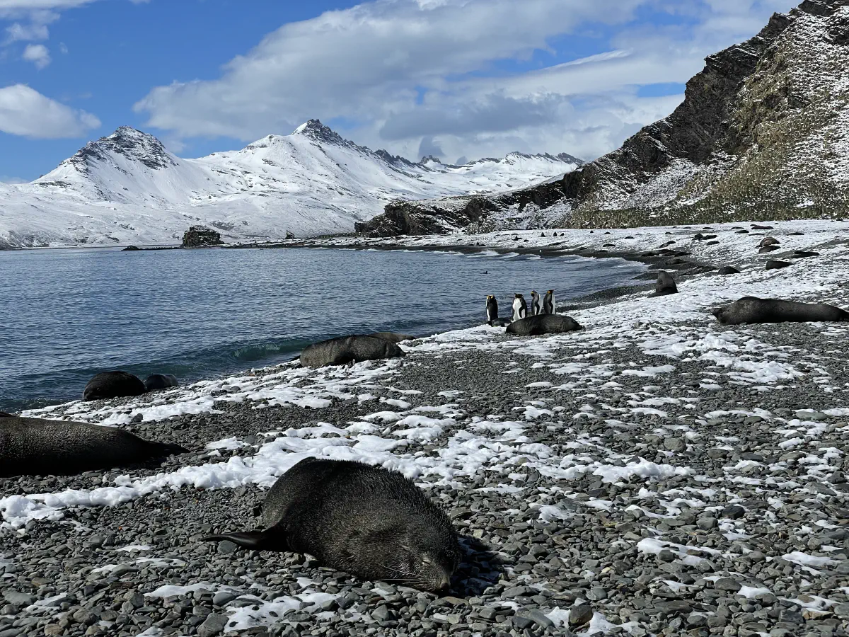 Plage de Fortuna Bay en Georgie du Sud, © Sébastien Boulanger